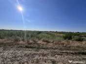 Teren Magurele. Vecin cu Pădurea Cornetu. Parcelabil. Dublu