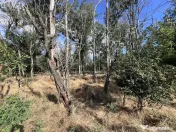 Teren Magurele. Vecin cu Pădurea Cornetu. Parcelabil. Dublu