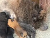 Chow chow blue și maro 