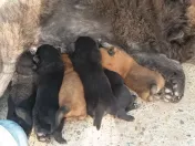 Chow chow blue și maro 