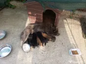 Chow chow blue și maro 