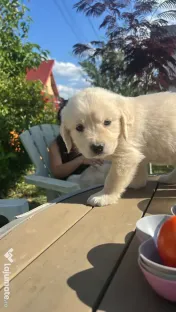 Golden Retriever 