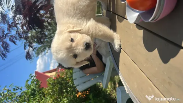 Golden Retriever