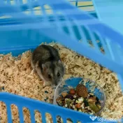 Pawhut Cusca Hamsteri 5 Etaje – Albastra cu Accesorii Incluse 