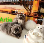 Motănelul Ares caută stăpâni iubitori 
