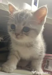 British shorthair 