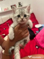 British shorthair 