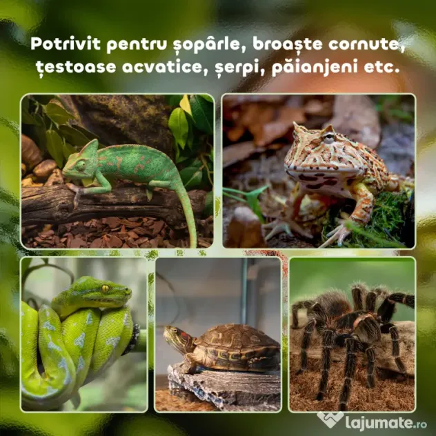 PawHut Terariu Înălțat pentru Reptile cu Încuietoare și Ușă pentru Hrănire, 50x30x25 cm, Negru | Aosom Romania