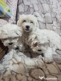 bichon maltez talie mica 