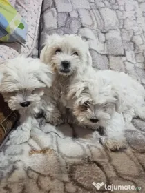 Bichon maltez talie mica