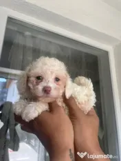 Bichon Drăgălaș