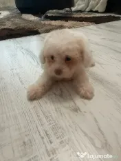 Bichon Drăgălaș