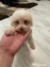 Bichon Drăgălaș