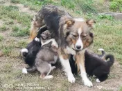 Căţei Border Collie