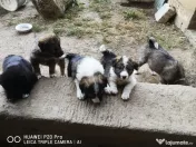 Căţei Border Collie