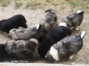 Căţei Border Collie