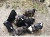 Căţei Border Collie