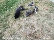 Căţei Border Collie