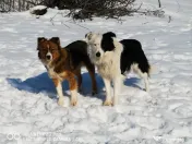 Căţei Border Collie