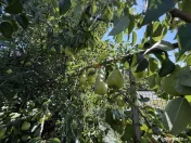CASUTA BUNICII cu 15 arii teren- in Bargau ( Cicarlau ) 