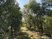CASUTA BUNICII cu 15 arii teren- in Bargau ( Cicarlau ) 