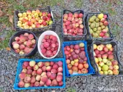 Casă de vânzare în Almașu Mare – liniște, natură și 