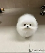 Pomeranian extra mic