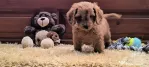 Pui rasa Cockapoo disponibili
