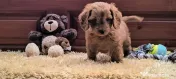 Pui rasa Cockapoo disponibili 