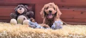 Pui rasa Cockapoo disponibili 