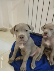 Pui American Bully XL 
