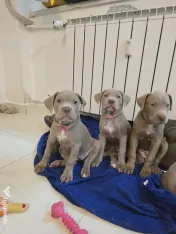 Pui American Bully XL 