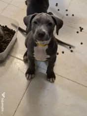 Pui American Bully XL 