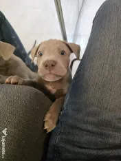 Pui American Bully XL 