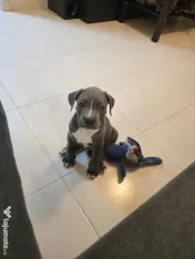 Pui American Bully XL 