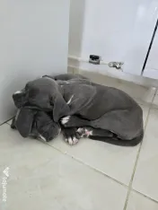 Pui American Bully XL 