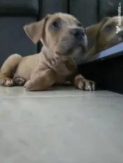 Pui American Bully XL 