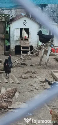 Vand oua de gaina 