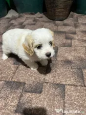 Bichon Cățelușa de 6 săptămâni