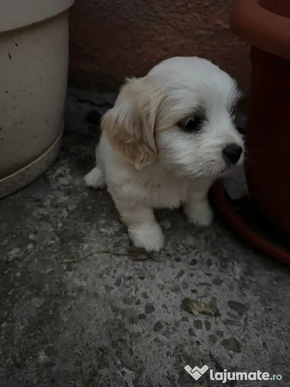 Bichon Cățelușa de 6 săptămâni