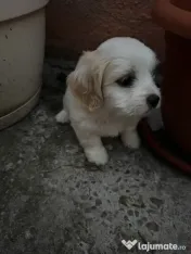 Bichon Cățelușa de 6 săptămâni