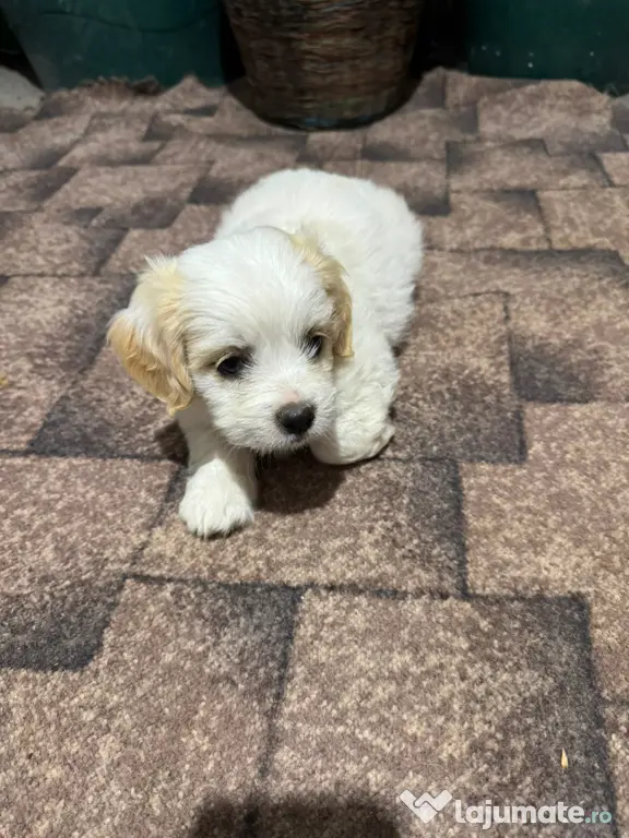 Bichon Cățelușa de 6 săptămâni