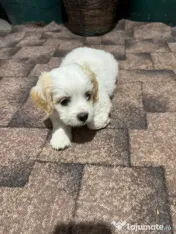 Bichon Cățelușa de 6 săptămâni