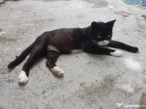 Ofer spre adoptie o pisicuta cu botic alb si sosetute albe