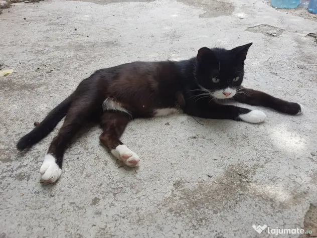 Ofer spre adoptie o pisicuta cu botic alb si sosetute albe