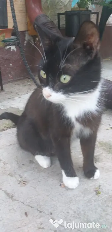 Ofer spre adoptie o pisicuta cu botic alb si sosetute albe