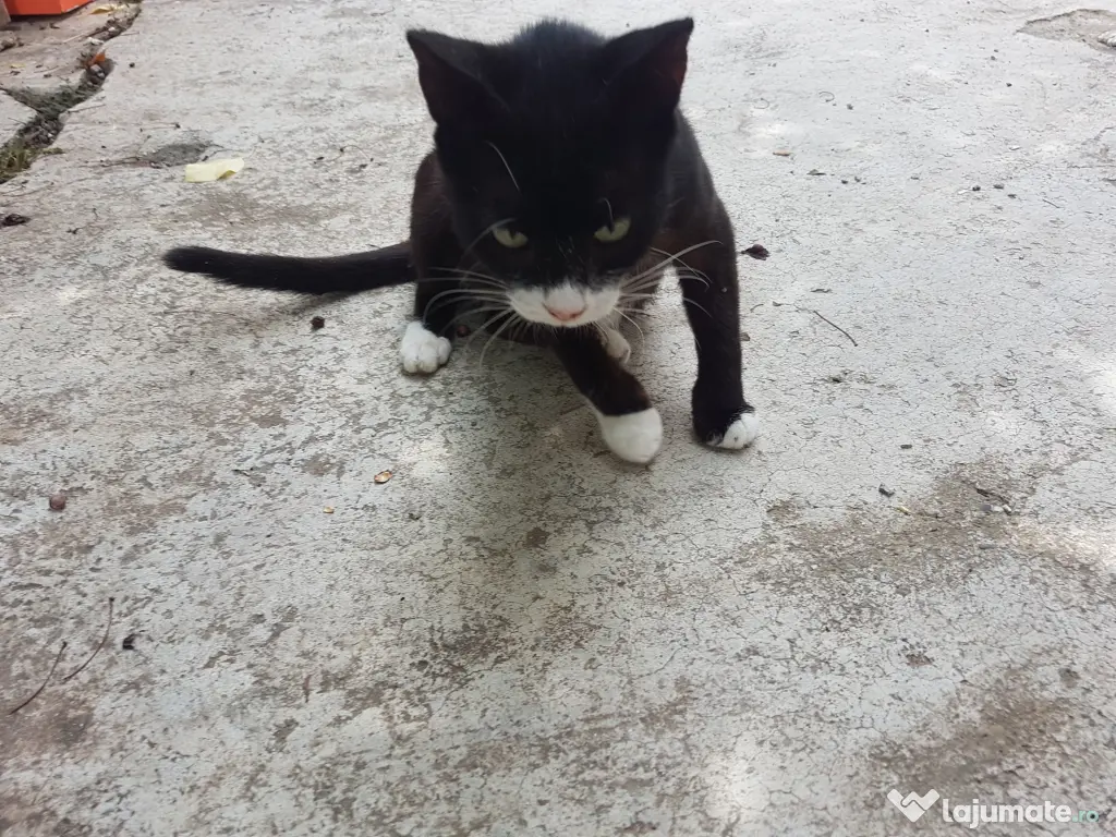 Ofer spre adoptie o pisicuta cu botic alb si sosetute albe