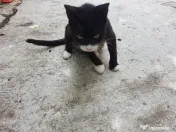 Ofer spre adoptie o pisicuta cu botic alb si sosetute albe