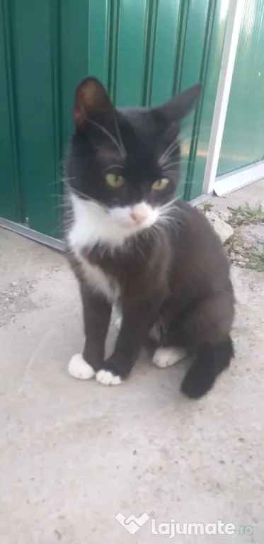 Ofer spre adoptie o pisicuta cu botic alb si sosetute albe