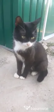 Ofer spre adoptie o pisicuta cu botic alb si sosetute albe
